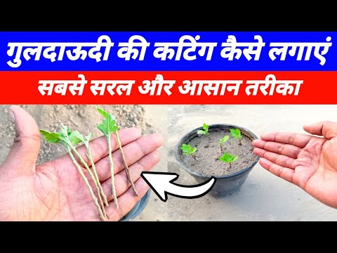 गुलदाऊदी के पौधे की कटिंग कैसे लगाएं | Guldaudi ki cutting kaise lagaye/ Chrysanthemum plant cutting