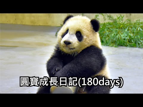 圓寶成長日記180days - YouTube