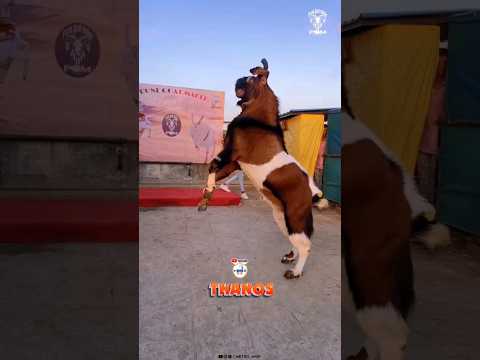 THANOS Heavyweight and Beautiful Kota by Pune Goat Maker ๐ฅ #bakra #goat #shorts