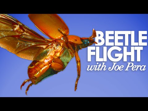 Beetles in Flight with Joe Pera