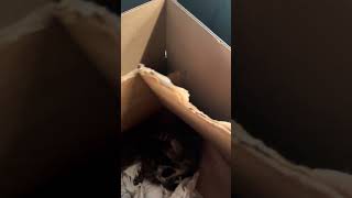Raccoons!!! Babies!!! Swamp People!!!