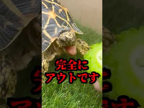 『子供が嫌いな野菜』をリクガメに美味しそうに食べてもらおう！