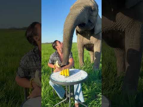 Banana time 🐘🍌 #elephant #banana