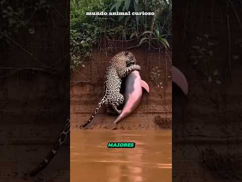 OS MAIS PERIGOSOS DA AMAZÔNIA. #curiosidades #bichos #animais
