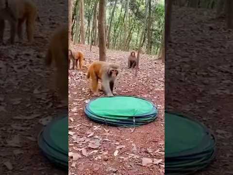 Funny Monkey Adventure: Testing Human Things With Big Reactions
