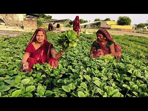 चौलाई का गट्टेदार सब्जी बनाने का आसान तरीका || Chaurai ki Gattedar Sabji