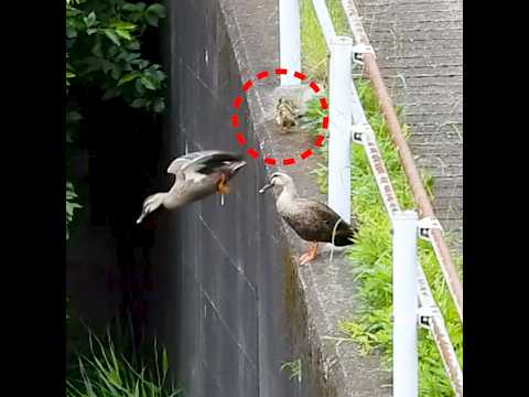 母カモの特訓！赤ちゃんカモの飛び降り練習【カルガモ親子】