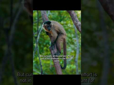1  capuchinmonkey amazinganimals wildlife animalslifestyle foryour