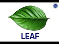 Understanding Leaf Colors