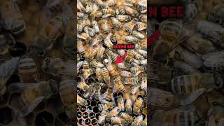 Beehive delivery 🐝
