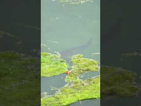 Fishing for snakeheaded fish #fishing #fishspecies #carpfishing