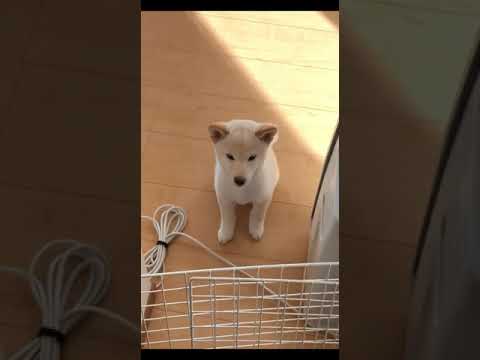 飼い主が起きてくるのを健気に待つ子犬の柴犬＃shorts