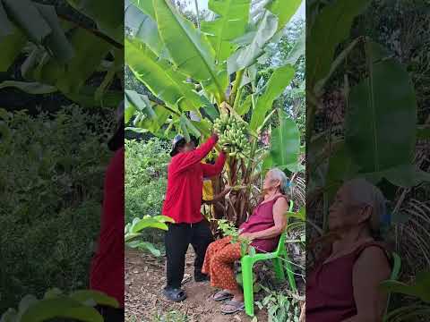 ยายนอนเฝ้ากล้วยเอาไว้กินสุกฮ่าๆๆ #hahaha #funny #comedy