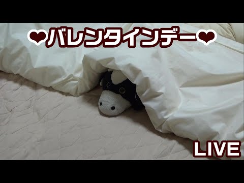 明日はバレンタインデー！パペットマペットの雑談生放送🐮🐸