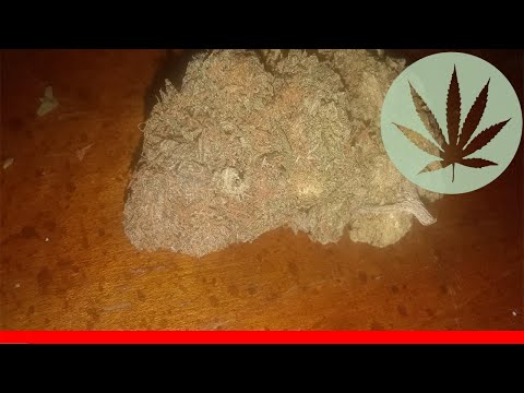 Alien Dawg - All About This Strain