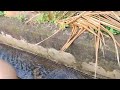 Rice Field Ecosystem Components and Roles