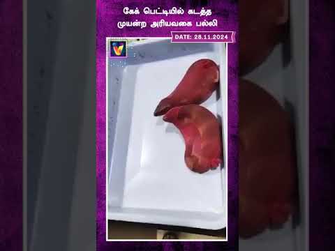 கேக் பெட்டியில் கடத்த முயன்ற அரியவகை பல்லி| andhrapradesh | airport