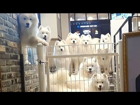 사모예드 12마리를 키우신다고요?