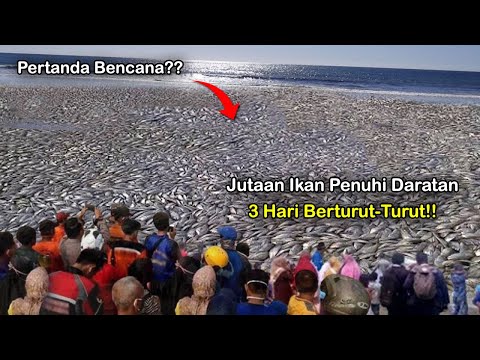 Warga Lampung Waspada! Jutaan Ikan Lari ke Daratan 3 Hari Berturut turut! Fenomena Langka