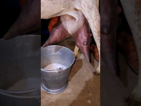 #Jyada #dudh #Dene #Wali #bakri #acchi #quality #ki #Makkhi #chini