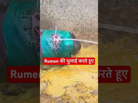 Impaction of rumen l dr Umar khan