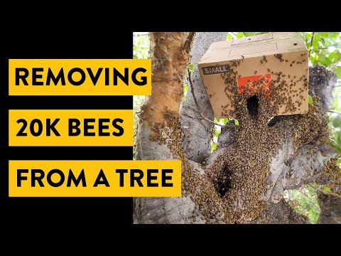 Removing 20,000 Bees from a Tree