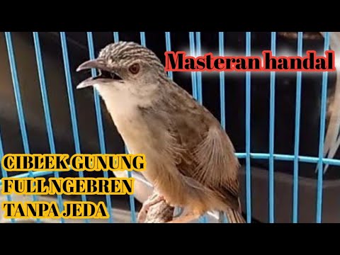 CIBLEK GUNUNG GACOR | FULL NGEBREN TANPA JEDA