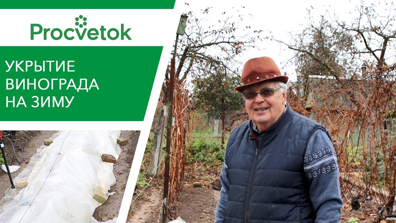 Шуба для винограда. Надежный способ укрытия винограда на зиму!