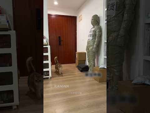Owner's Hide & seek With Cats | ๐ฑ #shorts