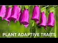 Plant Adaptations and Traits Assessment