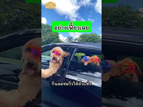 เจ้าสุนัขตัวนี้ต้องเป็นพี่เลี้ยงจำเป็นหนึ่งวัน เขาจึงจัดเต็มให้กับน้องๆของเขา #สุนัข #หมา #dog