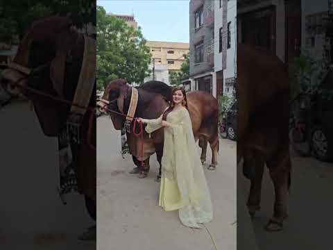 মাশাআল্লাহ ১২ লাখ টাকায় বিক্রি হয়ে গেল #Biggest #Bull #animals #farming #viralvideo #shorts