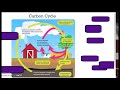 Energy Flow and Ecosystem Interactions
