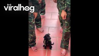 Soldier Puppy || ViralHog