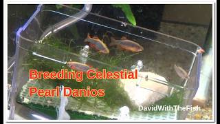 Celestial Pearl Danio Spawning - first thing in the morning is the time.