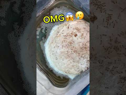 Ants eat eggs from giant betta fish bubble nests😱🥲#bettafishtank #betta