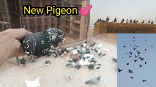 1 Black Colour Ka New Pigeon Pakra