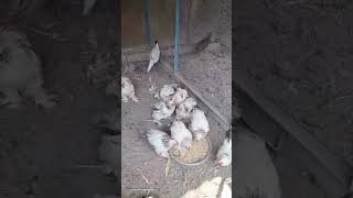 Карликовые Кохинхины Колумбииский Окрас #chicken #chickenshop #backyardchickens