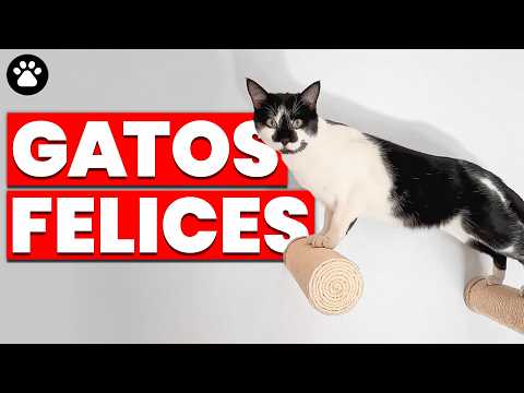 El Paraíso De Los Gatos