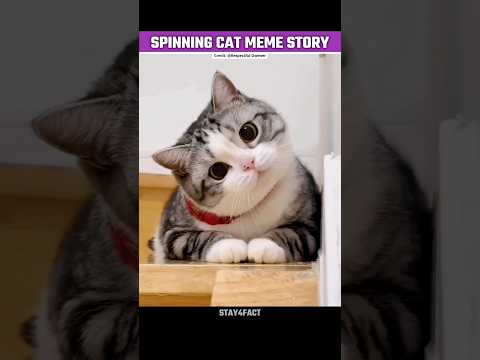 Story Behind This Viral Oiia Oiia Cat Meme🥺