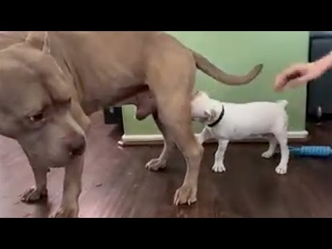 Try Not To Laugh at The Little White Dog's Actions 🐧 Funny Animal 352