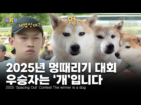 말 그대로 ‘정지화면’… 임시보호중인 시바견의 수상한 행동 Literally 'Still Screen'... Shiva Dog's Suspicious Behavior