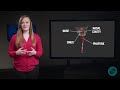 Respiratory System Functions and Structures