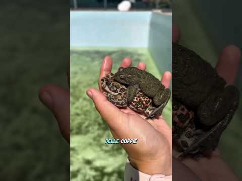 SALVATAGGIO GIRINI🐸