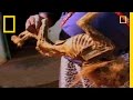 Traditional Healing Practices in South Africa