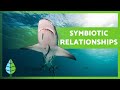 Understanding Symbiosis