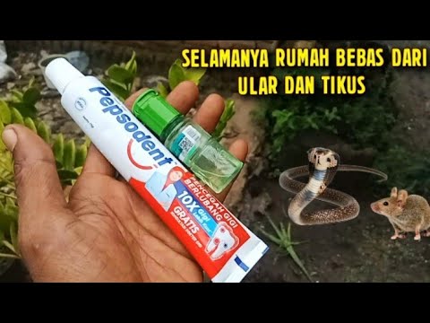 MENGAPA BARU TAU!! DENGAN RAMUAN AMPUH INI, SELAMANYA RUMAH BEBAS DARI ULAR DAN TIKUS