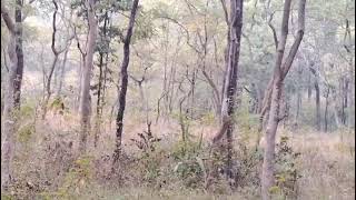 at satpuratigerreserve a young Male Tiger R2 attack on cattle @rohantravelstories @AlphaFacts