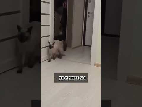 Каких людей любят кошки?