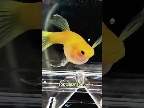 ¡MAMÁ PEZ EXPLOSIVO! RESCATE DE EMERGENCIA CON TIJERAS DEL VETERINARIO#animals #rescue #sad #fish